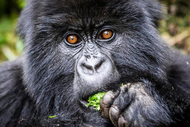 3 Days Uganda Gorilla Safari Tour With Relaxation on Lake Bunyonyi - Important Information