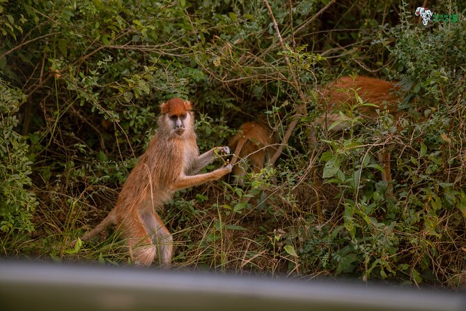 3 Days Wild Tour Queen Elizabeth National Park Safari Uganda - Booking Information