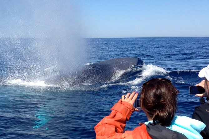 3-Hour Guided Whale and Dolphin Watching Experience in San Diego - Things To Known