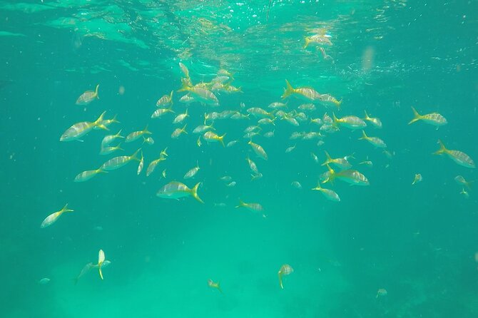 3 Hour Private Snorkeling in Marathon Florida - What to Bring