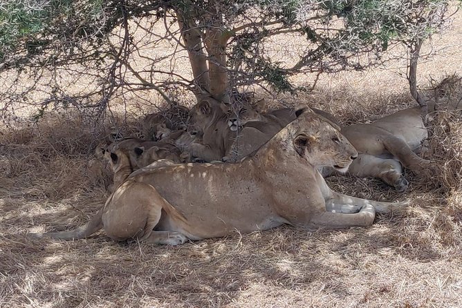 3 Nights 4 Days Ruaha National Park - Frequently Asked Questions