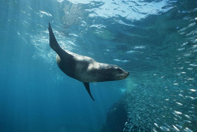 3 Tank Combo Cabo Reserve & Corridor, Certified Divers With MANTA - Recommended Physical Fitness Level