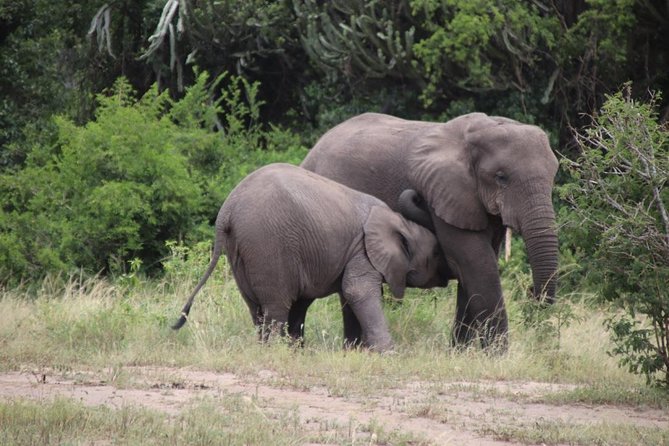 4-Day Gorillas, Wildlife and Chimpanzee Trek at Kalinzu Forest - Traveler Reviews and Ratings