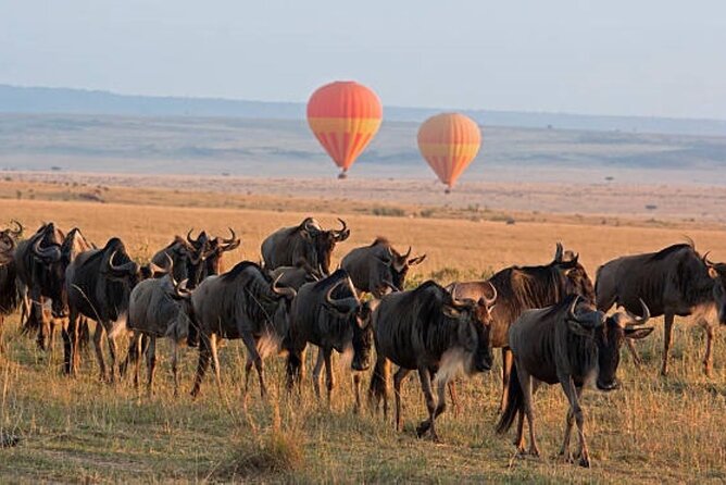4 Day Group Tour to Maasai Mara and Lake Nakuru by a 4WD Cruiser - Frequently Asked Questions