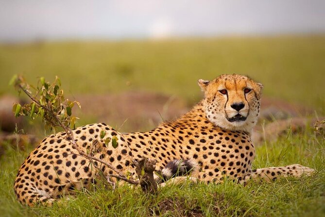 4-Day Majestic Group Tour in Safari - Highlights