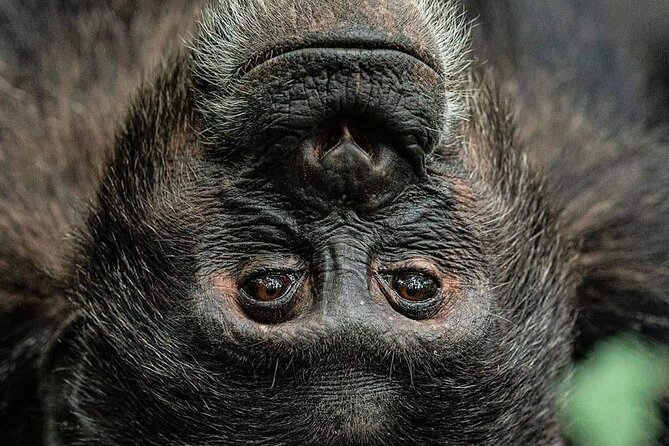 4-Day Private Tour in Bwindi Forest National Park - Frequently Asked Questions