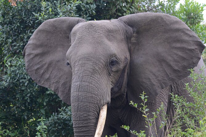4-Day QENP, Gorillas in Bwindi and Lake Bunyonyi Relaxation - Experience Gorillas and Lake Bunyonyi