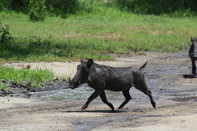 4-Day Safari in Tarangire, Serengeti & Ngorongoro (Mid-range) - Safety and Precautions
