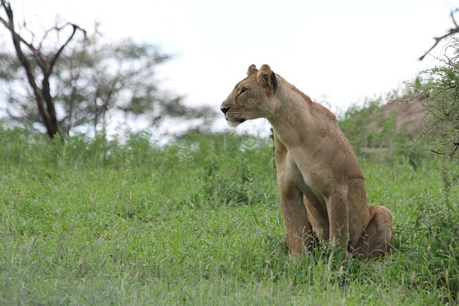 4-Day Simba Safari - Mid Range Tour - What to Expect