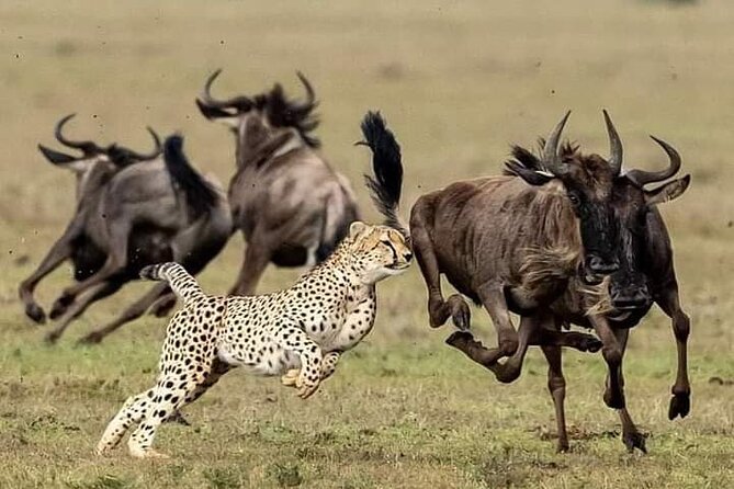 4-Days Bush to Bush Authentic Budget Safari - Booking Information