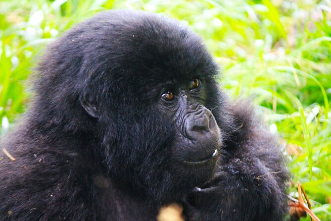 4 Days Gorilla Tracking Tour in Uganda - Frequently Asked Questions