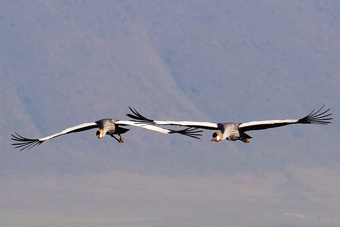 4 Days Join Group Safari in Serengeti, Ngorongoro and Lake Manyara National Park - Frequently Asked Questions