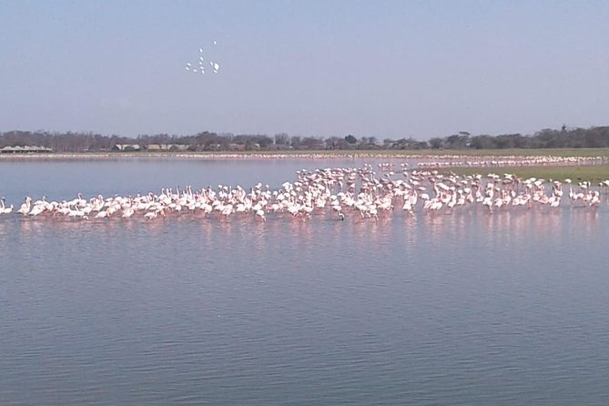 4 Days Maasai Mara and Lake Nakuru Unforgettable Safari - Booking and Pricing Details