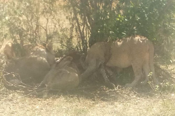 4 Days Maasi Mara-Nakuru National Park Budget Camping Safari - Frequently Asked Questions