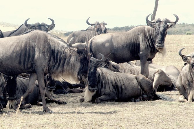4 Days Masai Mara Camping Safari - Traveler Testimonials