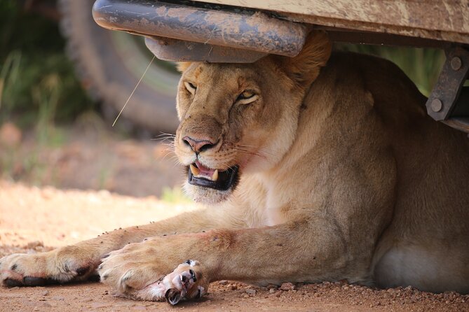 4 Days Masai Mara Lake Nakuru Jeep Safari - Frequently Asked Questions