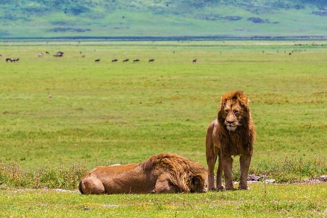 4-Days Private Midrange, Tarangire Ngorongoro, Manyara & Materuni - Reviews and Testimonials
