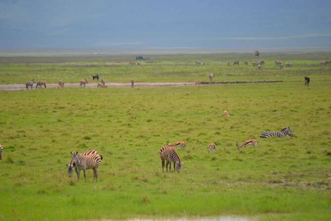4 Days Serengeti & Ngorongoro Mid Range Tour - Traveler Reviews and Ratings
