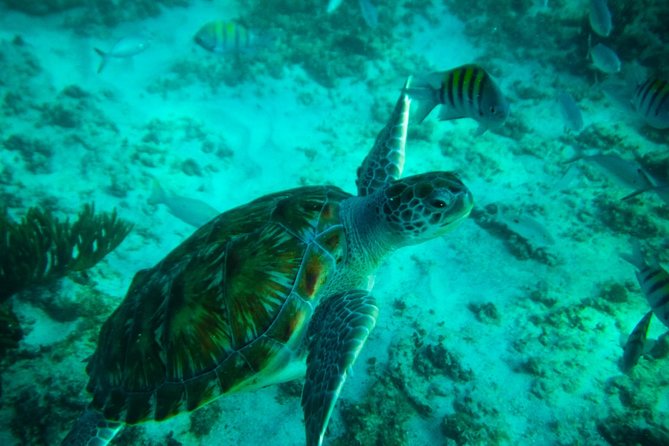 4-Hour Private 40 Sea Ray Yacht Tour to Inha Reef With Open Bar, Food & Snorkel - Fishing Opportunity and Catch Preparation