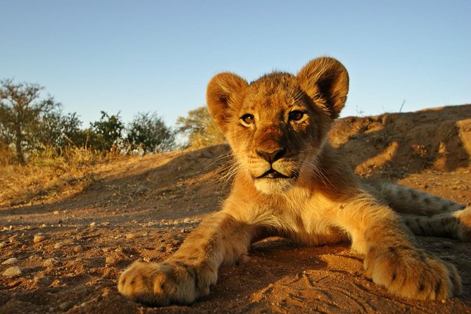 5 Day Kruger National Park and Panorama Route Safari - Frequently Asked Questions