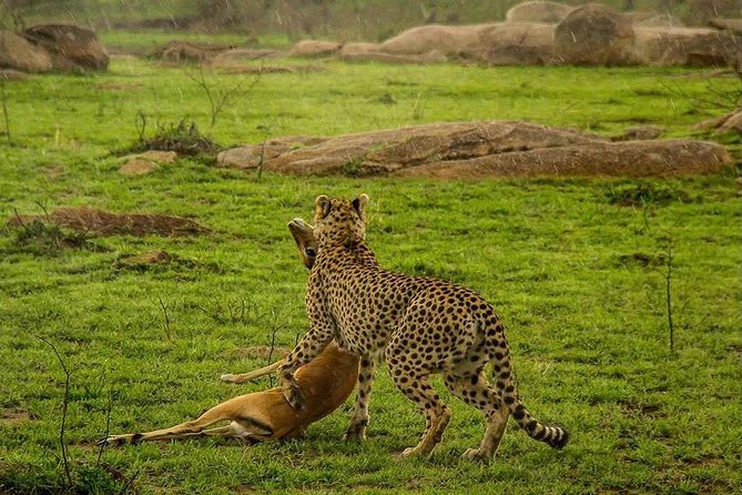 5 Day Serengeti Luxury Safari - Frequently Asked Questions