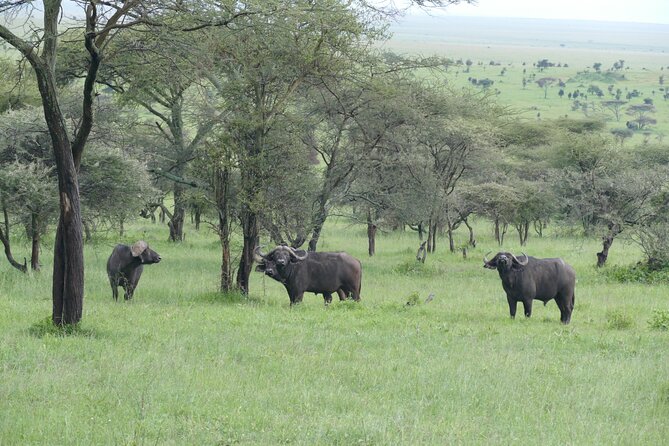 5 Days in to the Heart of Serengeti - Frequently Asked Questions