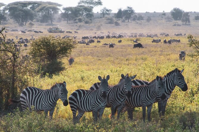 5 Days Lodge Luxury: A Taste of Tanzania Safari - Booking Information and Prices