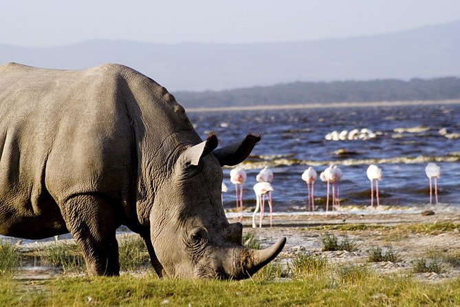 5 Days Masai Mara & Lake Nakuru Mid Range Private Safari - Safari Itinerary