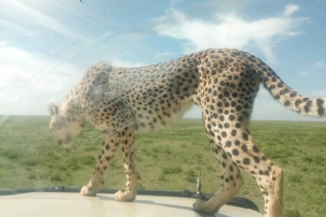 5 Days Safari In Serengeti And Ngorongoro - Exploring Ngorongoro Crater