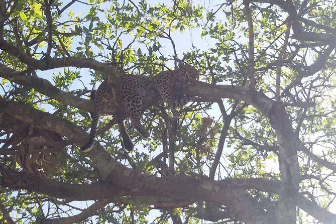 5 Days Safari Itinerary, Delight With Camping Game Drives in 3 National Parks - Accessibility and Participation