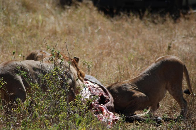 5 Days Tanzania Safari From Mwanza to Arusha - Tips for Your Safari Experience