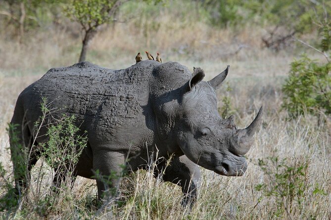 5HRS Nairobi National Park MorningEvening Gamedrive 4x4 Vehicle - Tips for an Enjoyable Adventure