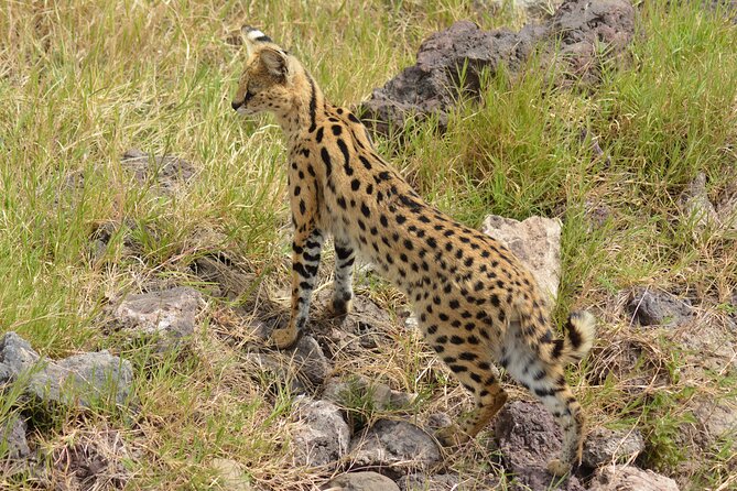 6 Days Big Five Tanzania Safari - Important Information