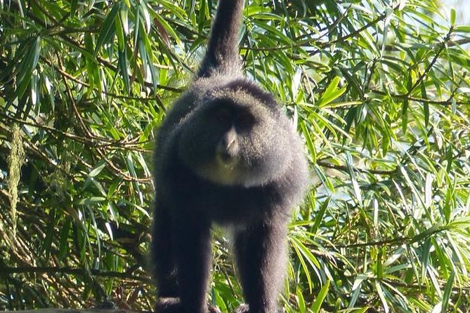 6 Days Gorilla & Chimpanzee Safari in Uganda - Frequently Asked Questions