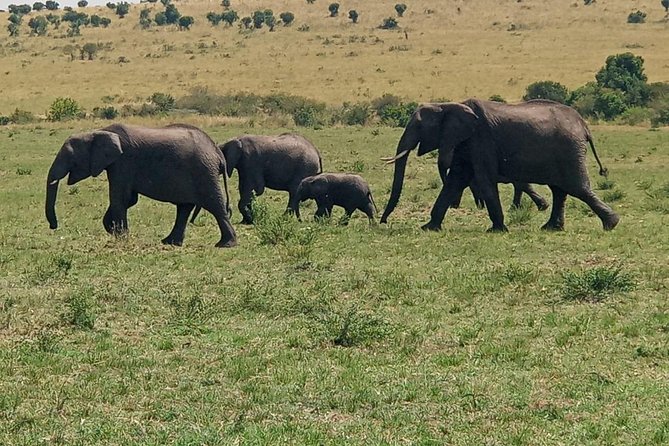 6 Days Maasai Mara - Nakuru - Amboseli Budget Group Safari. - Frequently Asked Questions