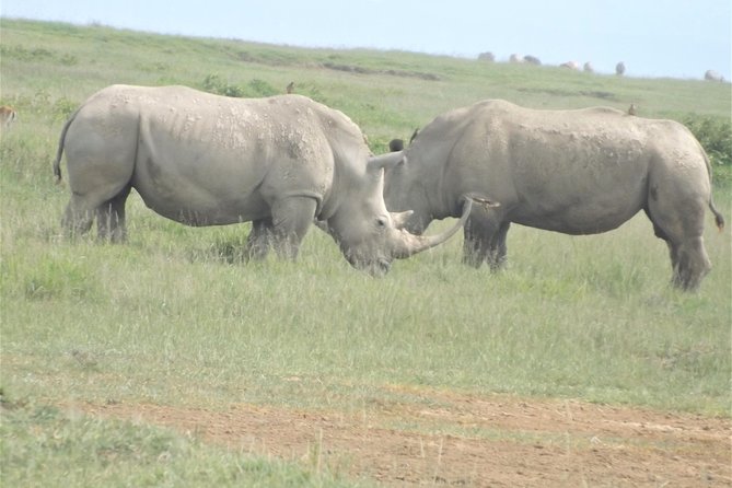 6 Days Masai Mara-Lake Nakuru & Amboseli Budget Safari - Pickup and Transfers