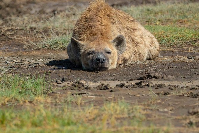 6 Days Tanzania Luxury Safari Tour - Frequently Asked Questions