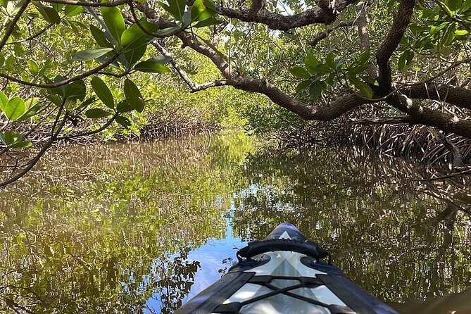 6-Hr Tropical Mangroves, Coastal River and Ocean Wildlife Watch - Sum Up