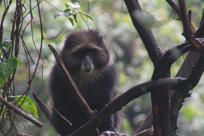 7 Day Kilimanjaro Machame Climb - Tips for a Successful Climb