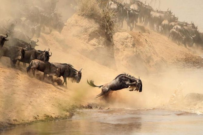 7 Day Masaai Mara, Lake Nakuru, Lake Naivasha / Hells Gate and Amboseli Safari - Customer Feedback