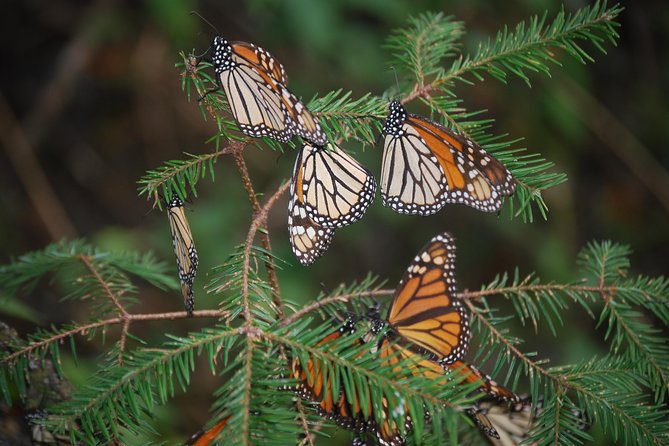 7 Day-Monarch Butterfly Ecofriendly Tour in Mexico - Recommendations for Comfort