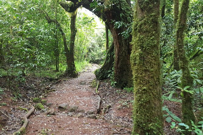 7-Day Mountain Climbing in Machame Route - Frequently Asked Questions