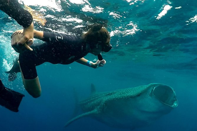 7 Day- Whale Shark Ecofriendly Tour in Cancun - Specialized Guide