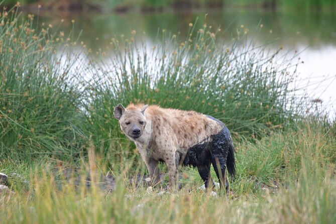7 Days Rhino Ngorongoro Crater Safari Tour - Frequently Asked Questions