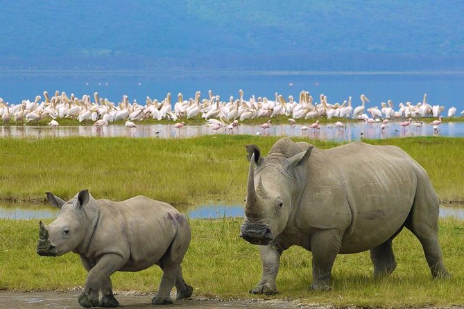 7 Days Safari to Masai Mara Nakuru ,Naivasha and Amboseli Parks - Maasai Culture