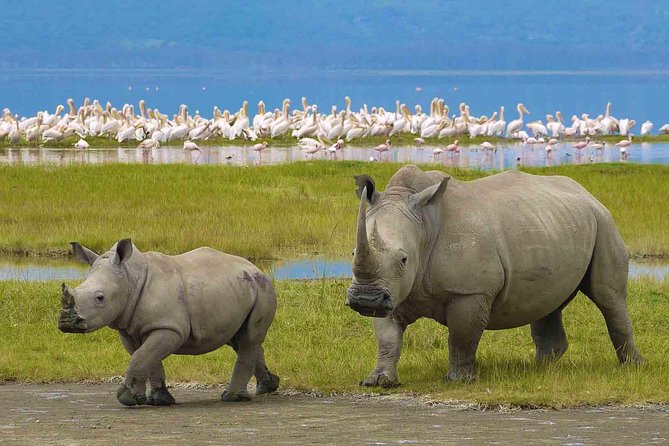 7 Days Tarangire, Serengeti, Ngorongoro & Manyara Camping Safari Tour Tanzania - Frequently Asked Questions