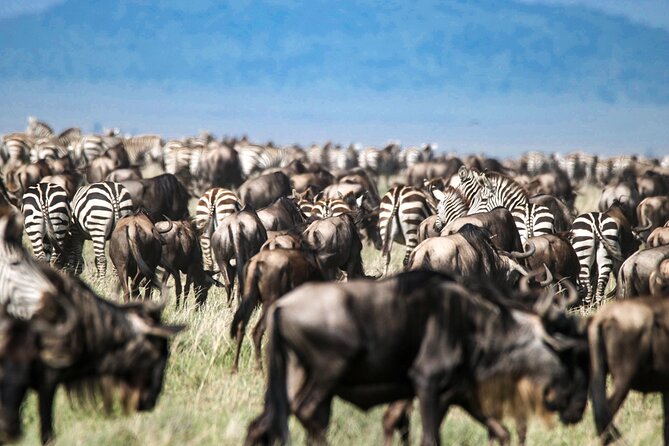8 Days 7 Nights Kenyan Luxury Safari - About the Conservancies