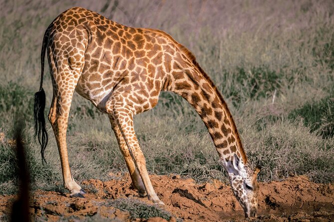 8 Days Kenya Highlights Safari Starting From Nairobi. - Frequently Asked Questions