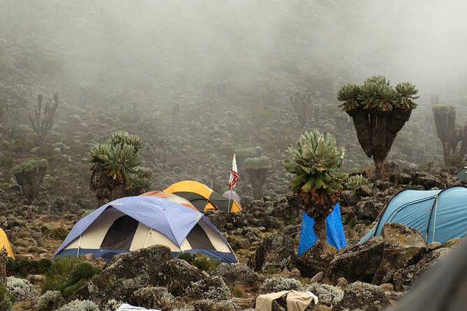 8 Days Mountain Kilimanjaro Lemosho Route - What to Expect on the Trail