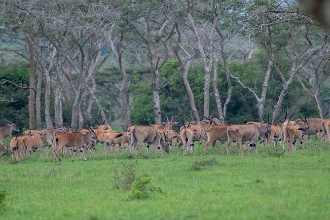 8 Days Uganda Primates Safari - Frequently Asked Questions